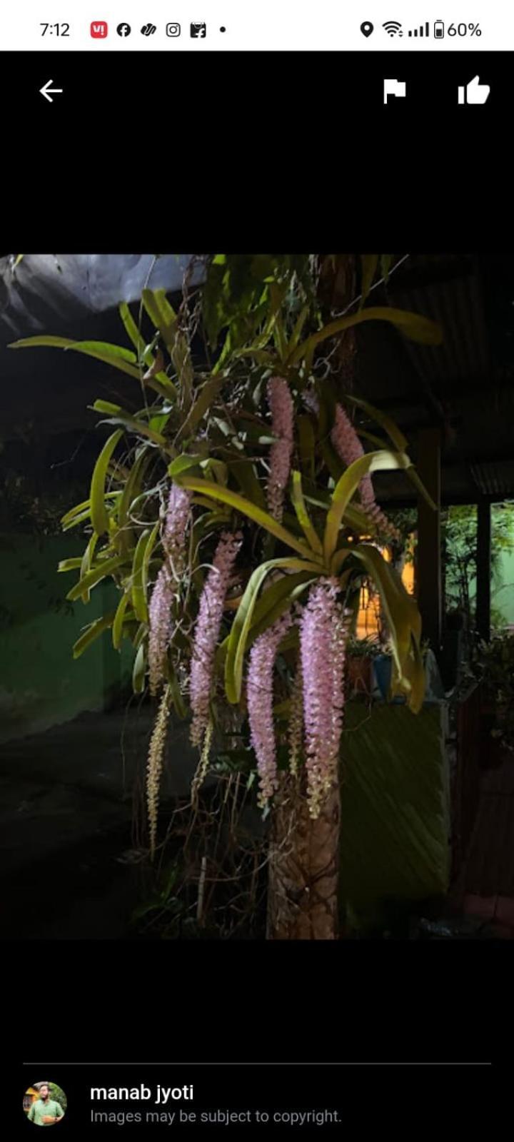 Orchid Park *